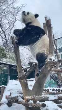 萌兰用实际行动告诉大家什么叫功夫熊猫！！