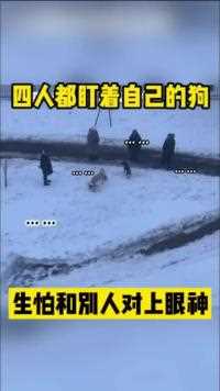 四个人都盯着自己的狗生怕和别人对上眼神人间奇趣记录仪
