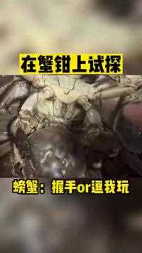 在螃蟹钳子上反复试探你这不是……找夹吗？意不意外