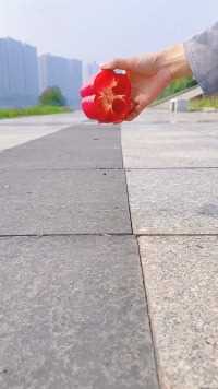 没吃过这么大的辣椒，是甜的还是辣的呢？