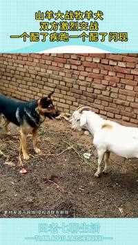 山羊大战牧羊犬双方激烈交战一个配了疾跑一个配了闪现