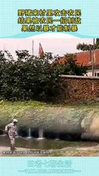 野猪来村里攻击农民结果被农民一招制敌果然以暴才能制暴