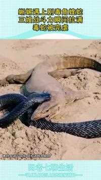 蜥蜴遇上剧毒角蝰蛇三嫂战斗力瞬间拉满毒蛇被完虐