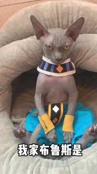 不管你们怎么起名，反正布鲁斯不是狗