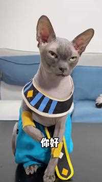 什么叫穷养儿富养女？看看这配置，布鲁斯酸了啊