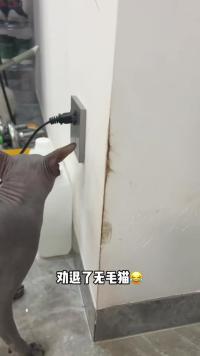 什么？无毛猫居然还有干皮油皮的区别？