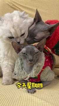 今天星期四，明天星期五，再坚持一天，然后星期天