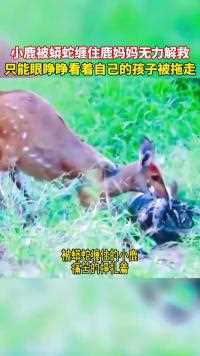 111.小鹿被蟒蛇缠住鹿妈妈无力解救，只能眼睁睁的看着自己孩子被拖走