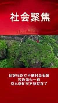 136.迎客松屹立不倒只是表象拉近镜头一看没人帮忙早不复存在了
