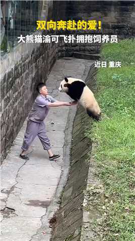 双向奔赴的爱！渝可飞扑拥抱饲养员#重庆#大熊猫 