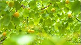 礼泉县的御杏熟了，赶快来吃杏子啦！#秦风十里咸阳等你 #杏子熟了  #周边游 