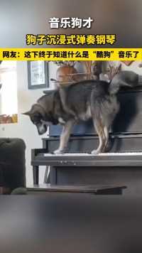 音乐狗才，狗子沉浸式弹奏钢琴。