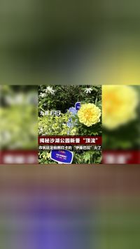 这朵黄色芍药花成“市民减速带”：揭秘武汉沙湖公园新“顶流”