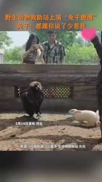5月14日（发布），河北，野生动物救助站上演“免子蹬鹰”。免子：都跟你说了少惹我！