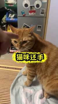 二咪子敢跟我还手，这猫性格脾气很大##宠物 