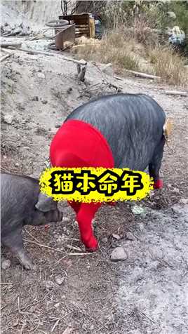 这猪是属龙的，今年本命年，穿点红色的##宠物 