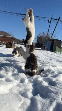 田园猫的冬季快乐