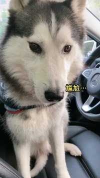 遇见这样的司机你敢坐吗?#狗子生活 