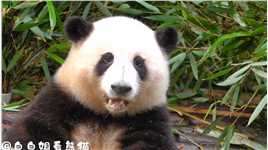 一大早，花花和叶叶姐弟俩一起吃饭饭，好乖呀#大熊猫和花 #国宝熊猫 #熊猫 #来这吸熊猫 #奇妙的动物.#求一个神评加持