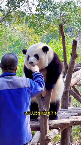 人人羡慕的谭爷爷有多爱大熊猫，看看谭爷爷的故事 