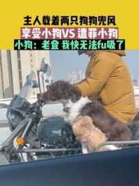 4月20日天津：主人载着两只狗狗兜风，享受小狗VS 遭罪小狗，小狗：老登 我快无法fu吸了#狗狗
