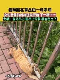 4月20日江苏：猫咪躺在草丛边一动不动，女生悲伤的情绪还没开始 下一秒……大橘：我又不上班 不上学的 躺会怎么了#猫咪