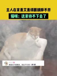 4月20日（发布）广东，主人在家熏艾熏得眼睛睁不开，猫咪：这家待不下去了