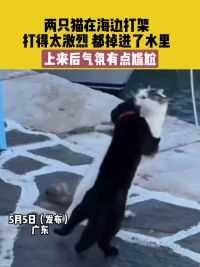 5月5日（发布），广东，两只猫在海边打架，打得太激烈，都掉进了水里，上来后气氛有点尴尬#猫 #萌宠 素材来源：