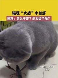 猫咪“大战”小龙虾，网友：怎么不吃？是太烫了吗？#猫猫：让我瞅瞅什么情况