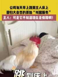 6月8日，四川，公鸡每天早上跳到主人床上，回归大自然的原始“叫醒服务”，主人：可是它不知道现在是假期啊！#公鸡 #动物的迷惑行为