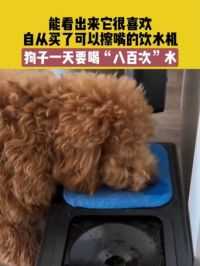 6月12日，浙江，能看出来它很喜欢，自从买了可以擦嘴的饮水机，狗子一天要喝“八百次”水#狗子 素材来源