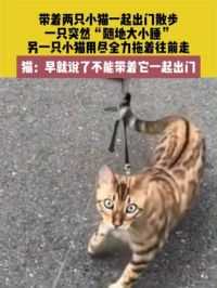 6月17日，湖南，带着两只小猫一起出门散步，一只突然“随地大小睡”另一只小猫用尽全力拖着往前走，猫：早就说了不能带着它一起出门
