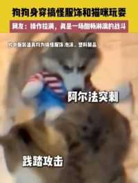 6月17日（发布）湖北，狗狗身穿搞怪服饰和猫咪玩耍，网友：操作拉满，真是一场酣畅淋漓的战斗。（素材来源：）