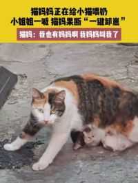6月16日，江苏，猫妈妈正在给小猫喂奶，小姐姐一喊，猫妈果断“一键卸崽”，猫妈：我也有妈妈啊 我妈妈叫我了来源