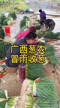 广西柳州农民冒雨收葱，据说今年卖价很低，生活不易。点个小心心支持他们！  