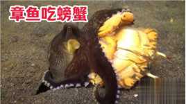 实拍海底章鱼吃螃蟹，吸住螃蟹掏干它，吃得只剩下一个壳