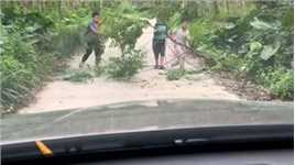 4小孩合力挪开挡路树枝让车辆通行，做完好事后腼腆地跑开