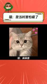 猫：我真的很慌啊谁能拒绝傻憨憨的小猫咪 猫猫的心思全写在脸上了 