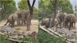 上海野生动物园非洲象发生群殴！园方：争领地，为正常现象