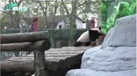 旅俄大熊猫“喀秋莎”最新视频！鼓起勇气独自探索外场的世界
