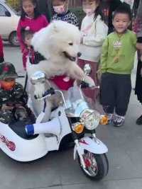 生活不易，狗狗卖艺 狗子骑玩具车带孩子兜风