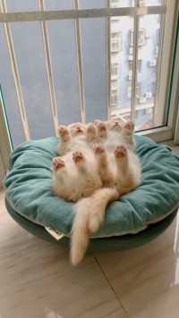 挑战全网睡觉最可爱的猫咪，是不是应该给他们俩加个被子？#萌宠#猫咪#搞笑