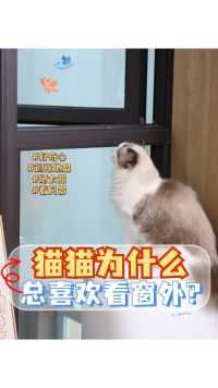 猫猫为什么总喜欢看窗外？