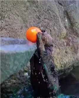 可爱！开拓者用水獭扣篮视频预告球队赛程