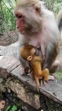 猴妈不让我摸它宝宝