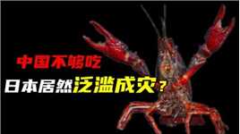 在国外泛滥，在中国却被吃到近乎绝种，小龙虾是否很难解决