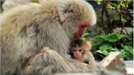 日本独居母猴意外怀孕，竟怀疑是男性饲养员所为，结局太让人意外