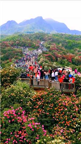 总要去一次贵州吧，去看看世界上最大的天然花园#百里杜鹃 #春日踏青记