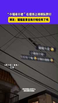 5月31日（发布）江苏，“小猫夜行者”在缆线上排排队爬行，网友：猫猫是要去执行啥任务了吗