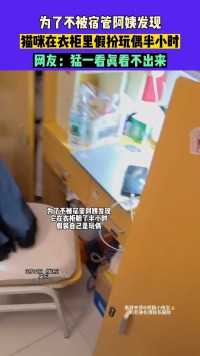 6月12日（发布）广东，为了不被宿管阿姨发现，猫咪在衣柜里假扮玩偶半小时，网友：猛一看真看不出来